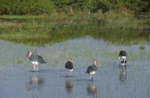 Naivasha is a bird haven Naivasha is a bird haven
